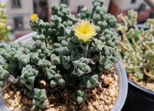 多肉鹿角海棠的养殖方法和注意事项