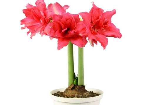 朱顶红怎么养护能避免球茎腐烂