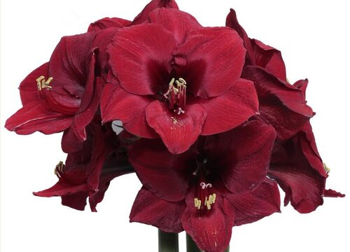 朱顶红怎么养护能避免球茎腐烂