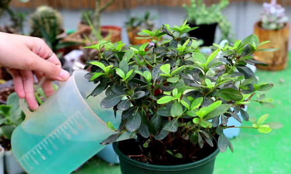 杜鹃花忌讳放在家吗