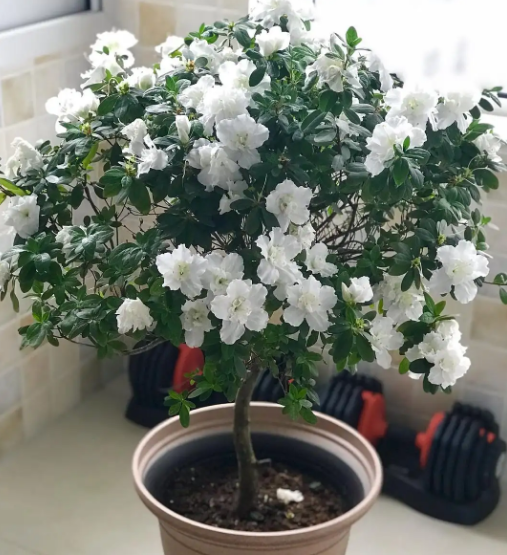 杜鹃花忌讳放在家吗