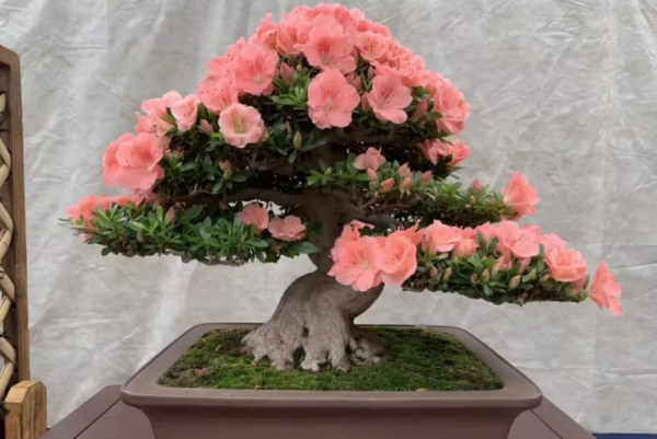 杜鹃花忌讳放在家吗