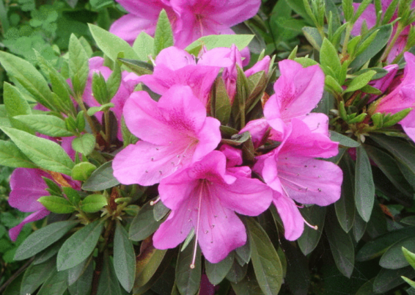 杜鹃花忌讳放在家吗