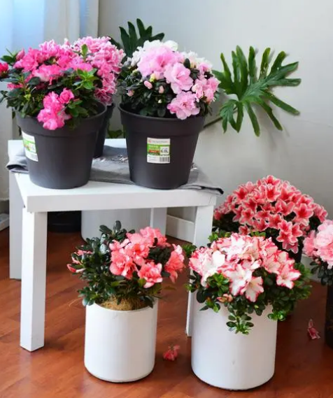 杜鹃花忌讳放在家吗