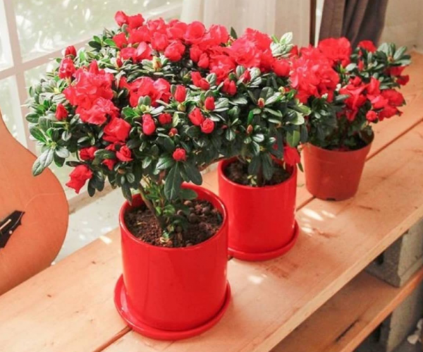 杜鹃花忌讳放在家吗