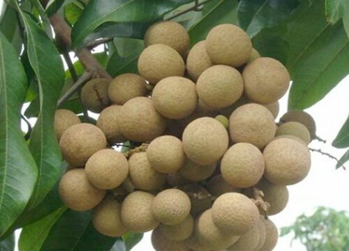 龙眼什么时候上市
