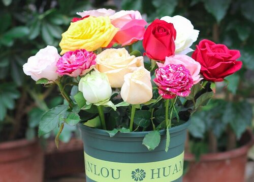 玫瑰盆栽的养殖方法和注意事项