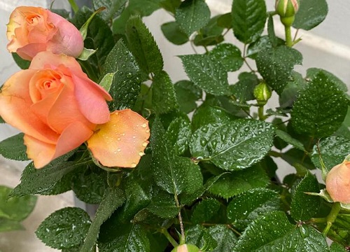 玫瑰盆栽的养殖方法和注意事项