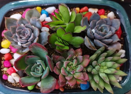 多肉如何正确的晒阳光能够养出状态