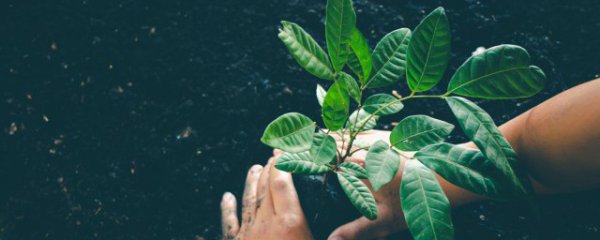 四十亩果树种植方法