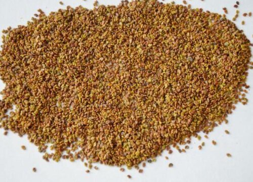 紫云英种子什么时候播种最好