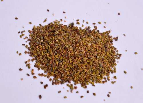 紫云英种子什么时候播种最好