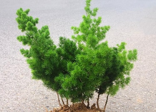 蓬莱松风水摆放三不要