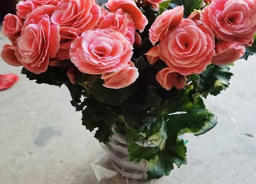 丽格海棠一年四季都开花吗