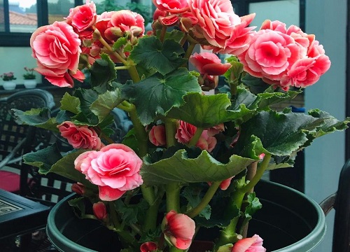 丽格海棠一年四季都开花吗