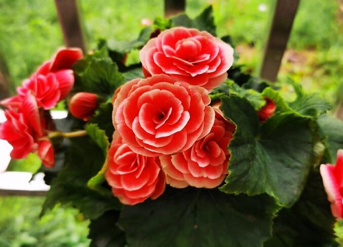 丽格海棠一年四季都开花吗