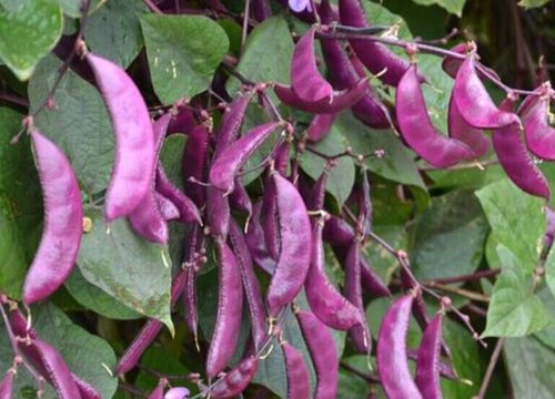 紫扁豆什么时候播种合适