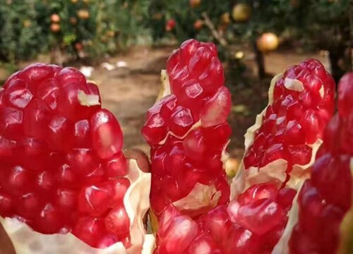 石榴的生长过程