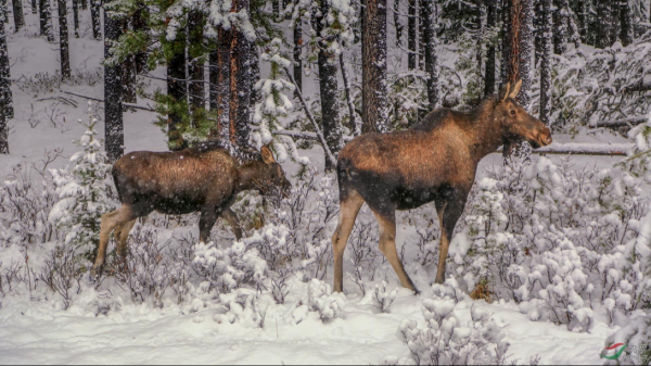 犴是什么动物图片