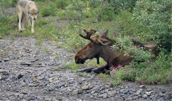 犴是什么动物图片