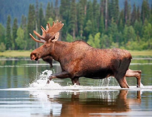 犴是什么动物图片