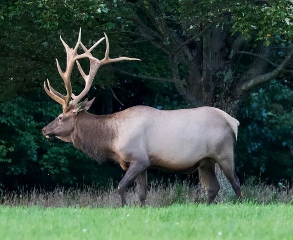 犴是什么动物图片