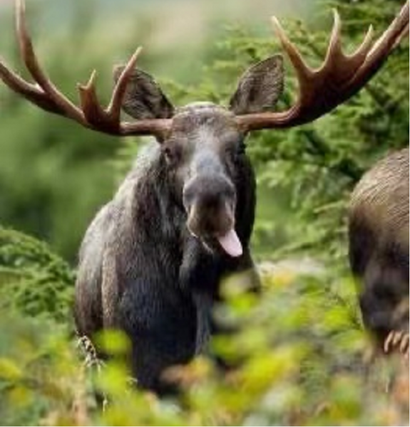 犴是什么动物图片