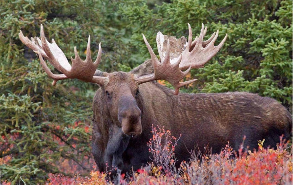 犴是什么动物图片