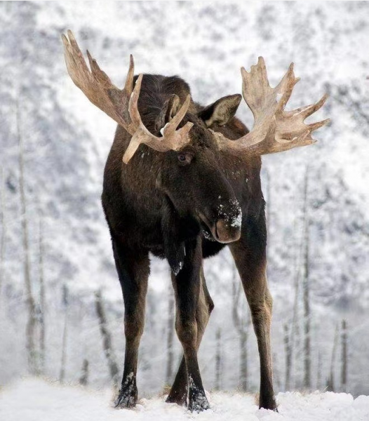 犴是什么动物图片