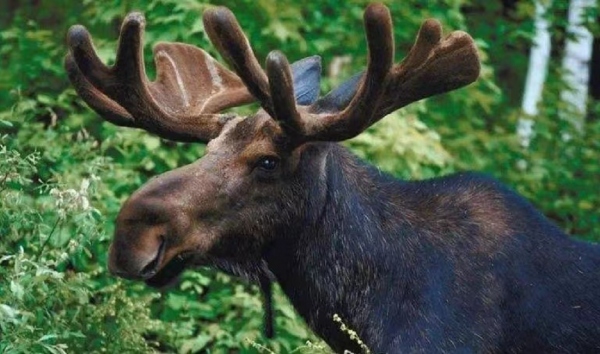 犴是什么动物图片