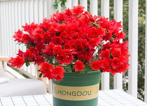 如何养好杜鹃花盆栽开花不断