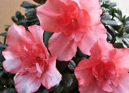 如何养好杜鹃花盆栽开花不断