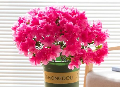 如何养好杜鹃花盆栽开花不断