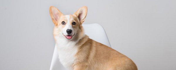 冬季养狗注意什么东西