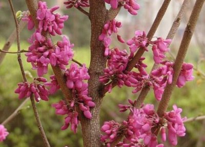 红荆树值钱 红荆树值钱吗 市场价格