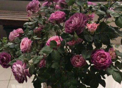 月季树怎么修剪好看 月季树什么时候修剪合适