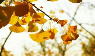 银杏树怎么养才长得好呢 银杏树如何养才长得好