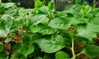 阳台木耳菜的种植方法 在阳台上怎样种植木耳菜