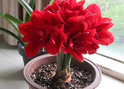 栽朱顶红时种球须用剪吗 朱顶红怎么养护能避免球茎腐烂