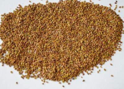 紫云英种子播种时间 紫云英种子什么时候播种最好