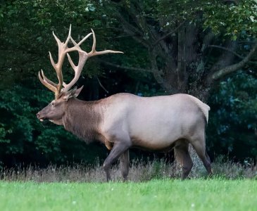 犴是什么动物图片 犴达罕的样子像马又像骆驼