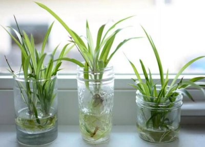 77 水培吊兰怎么养才能更旺盛 总结养殖视频得出的四大方法