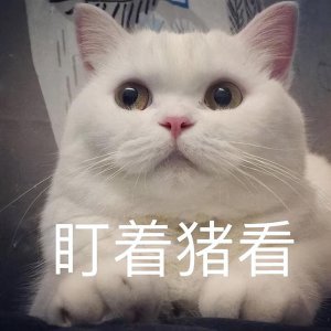 猫咪一岁相当于人几岁 猫咪最新智商年龄计算对照表