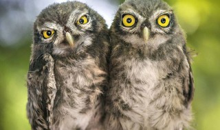 猫头鹰喜欢吃什么食物 猫头鹰喜欢吃的食物