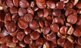 酸枣仁可以直接吃吗 酸枣仁可不可以直接食用