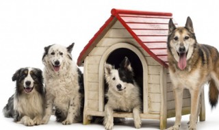 怎样鉴定纯种藏獒 怎样挑选优质的小藏獒