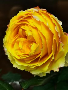 阳光笑容月季优缺点 灌木阳光笑容耐晒有香味适合广东