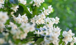 室外防蚊植物有哪些 室外可以防蚊植物有哪些