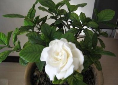 栀子花开花时黄叶怎么办 栀子花容易出现黄叶要怎样进行解决呢