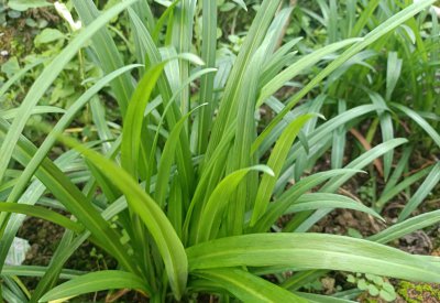 和韭菜长得很像的那个叫什么菜 山韭菜长什么样子图片